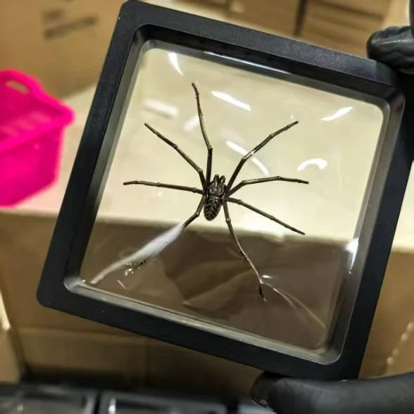 Spider Earring